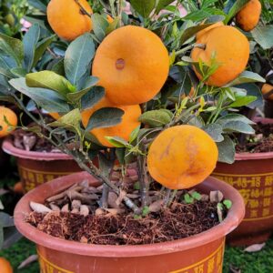 Orange plant