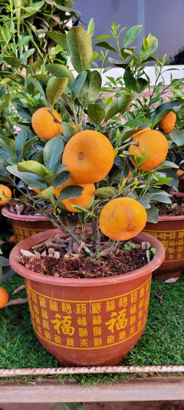 Orange plant