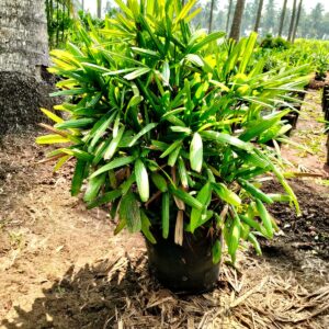 Lady palm