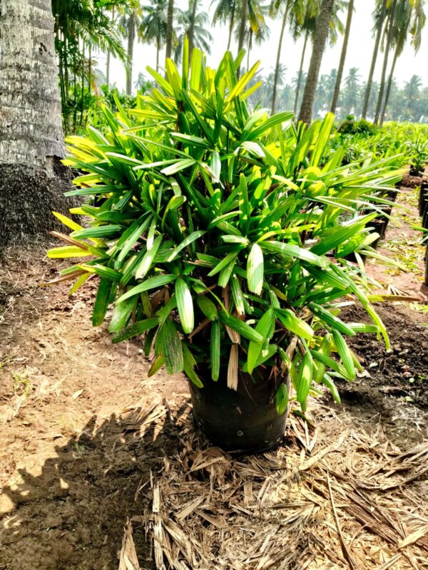 Lady palm