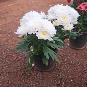 Chrysanthemum