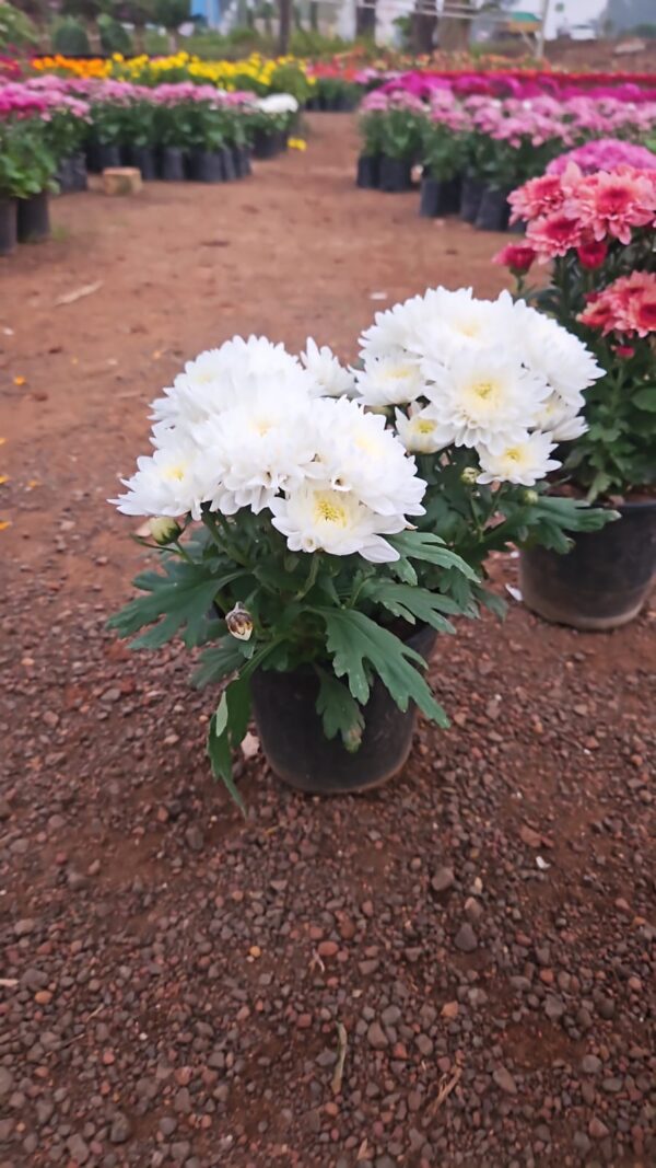 Chrysanthemum