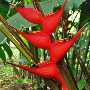 Heliconia plant