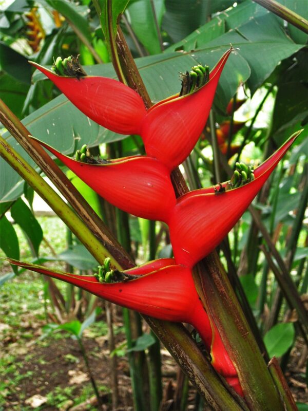Heliconia plant