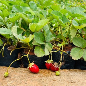 Strawberry plant
