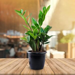 ZZ Plant