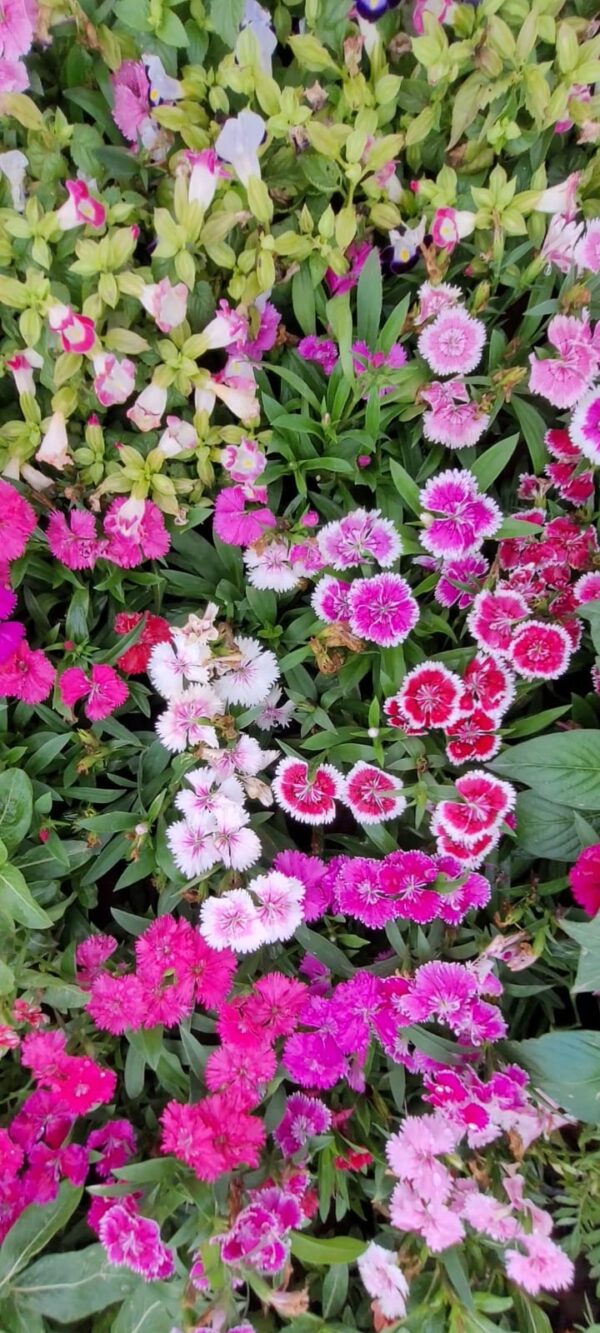 Carnation