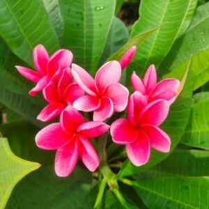 Pink plumeria