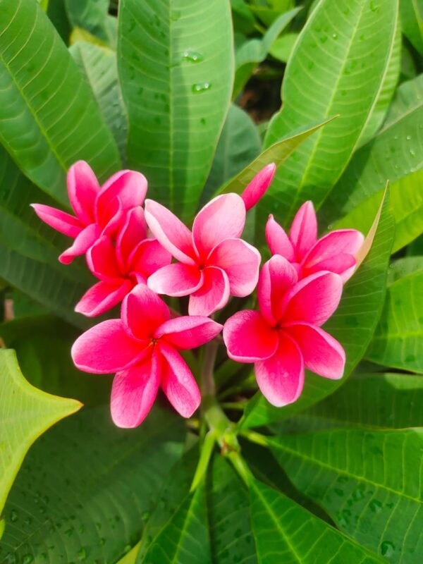 Pink plumeria