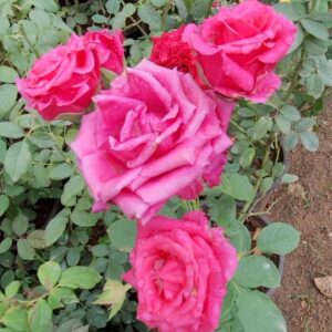 Rose plant