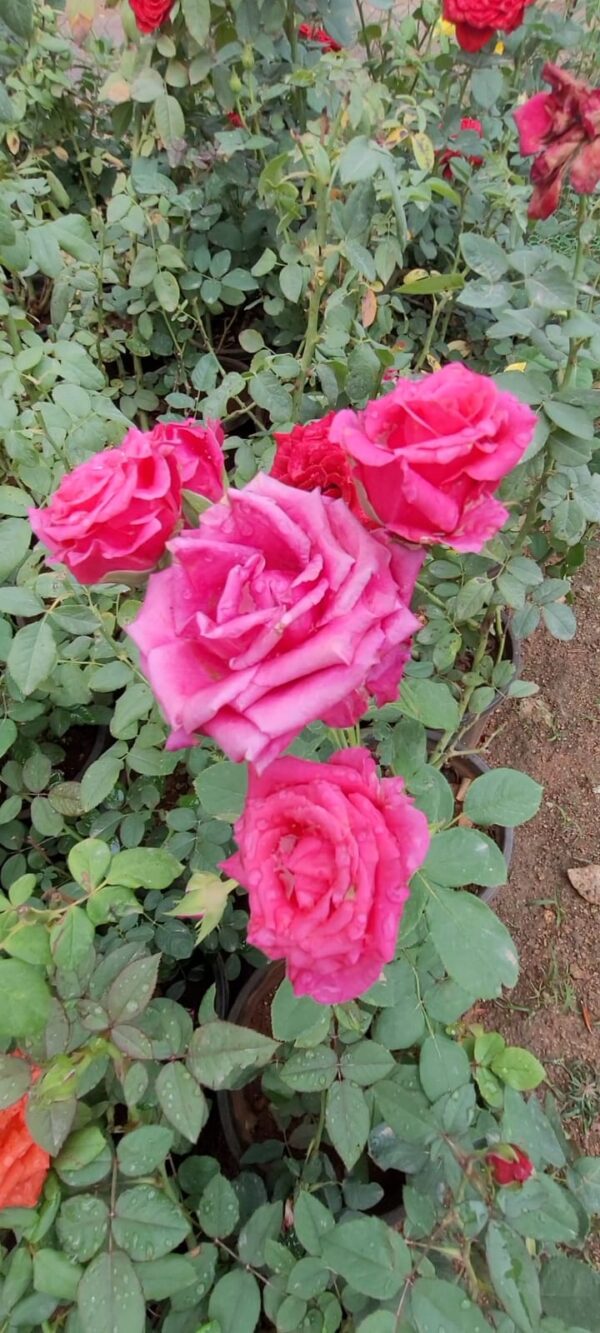 Rose plant
