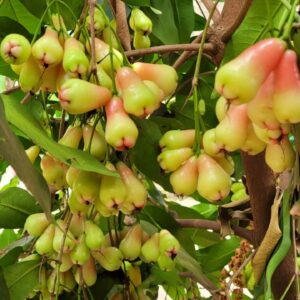Water apple