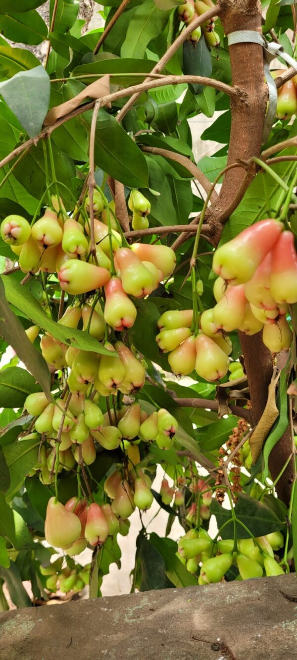 Water apple