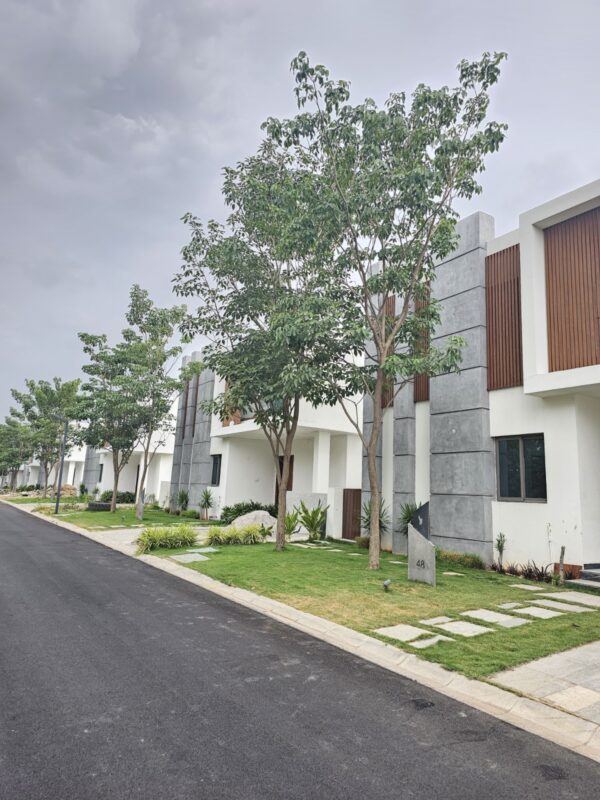 Silver oak