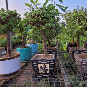 Box wood plant