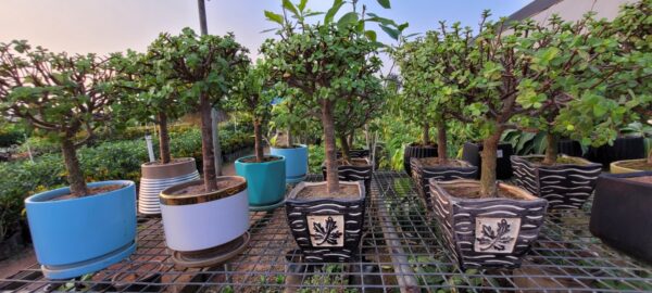 Box wood plant