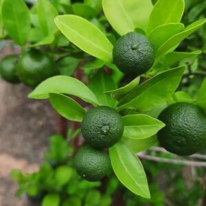 Lime plant