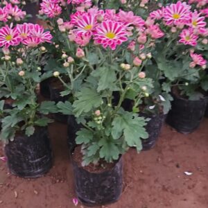 Garden mum
