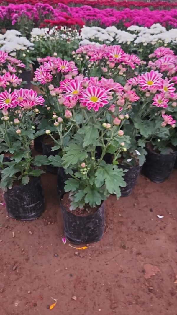 Garden mum