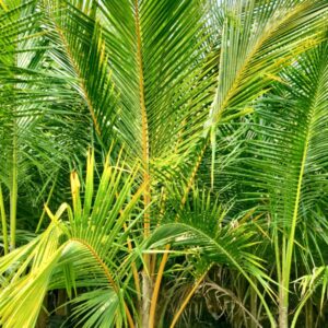 Coconut plant