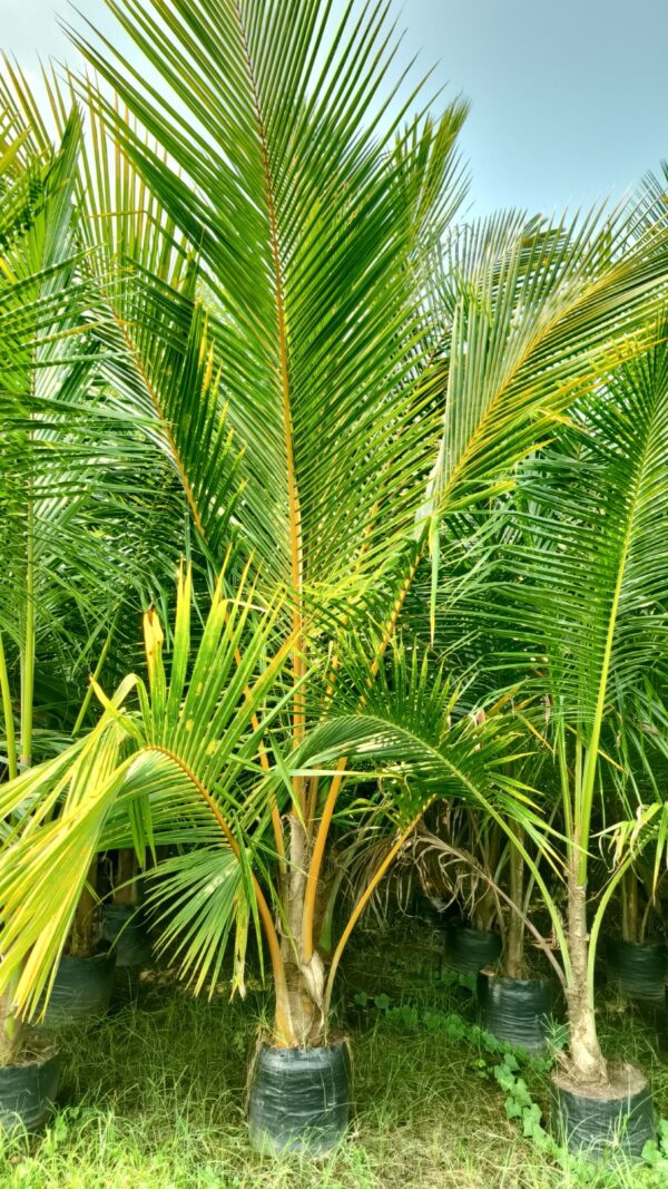 Coconut plant