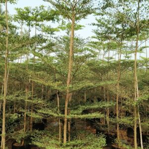 Umbrella tree