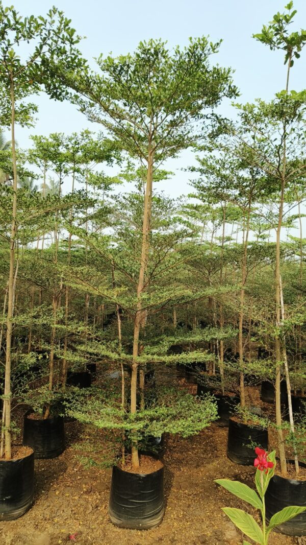 Umbrella tree