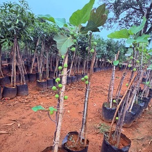 Fig plant