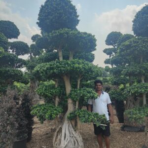 Ficus Microcarpa plant