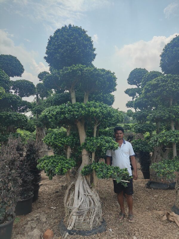 Ficus Microcarpa plant