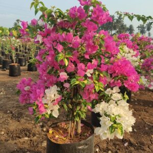 Bougainvillea