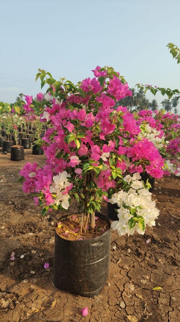 Bougainvillea