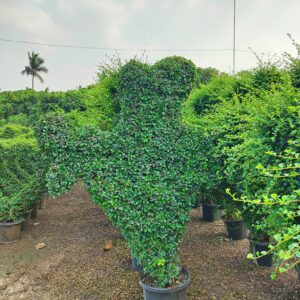 European Box plant