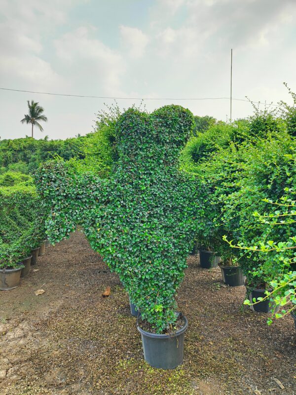European Box plant