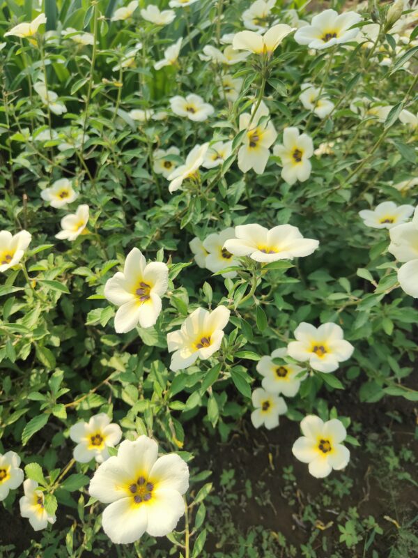 Gallipoli Rose