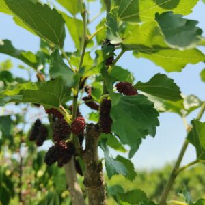 Mulberry plant