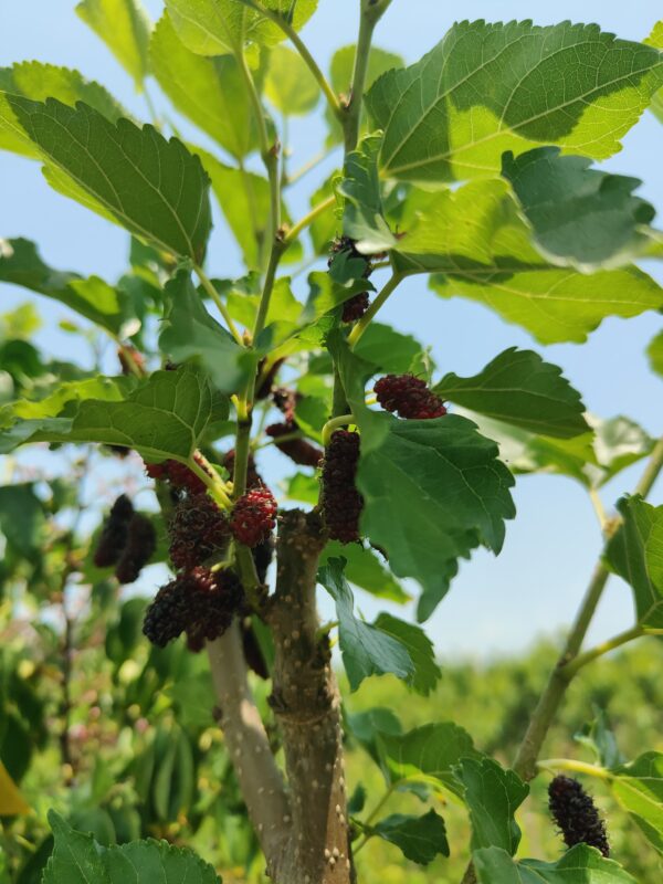 Mulberry plant