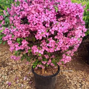 Purple broom