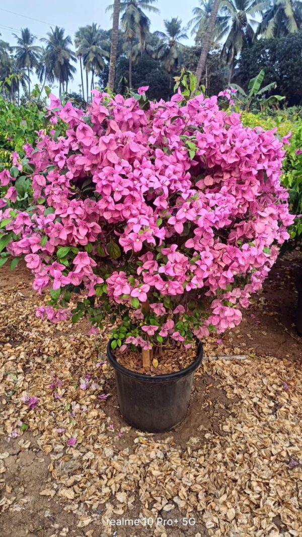 Purple broom