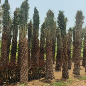 Date palm tree