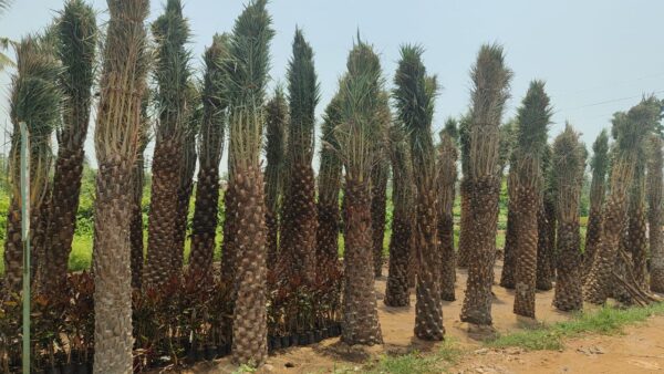 Date palm tree