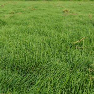 Grasses