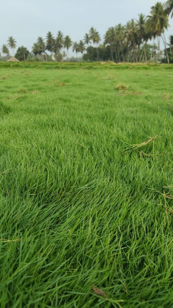 Grasses