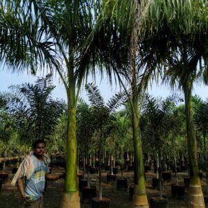 Royal palms