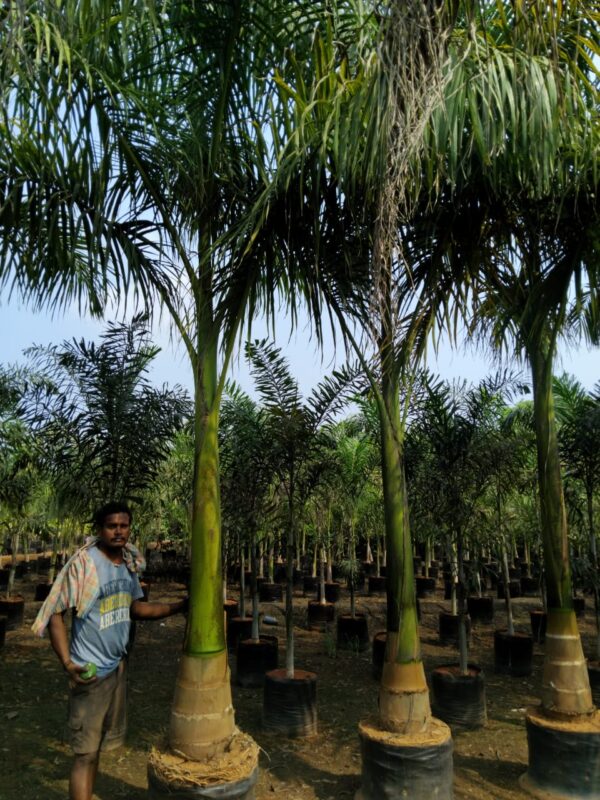 Royal palms