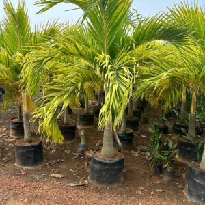 Mirchi Marigold Plant