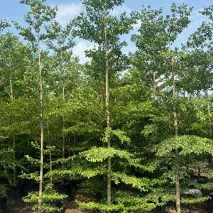 Metallic Green tree