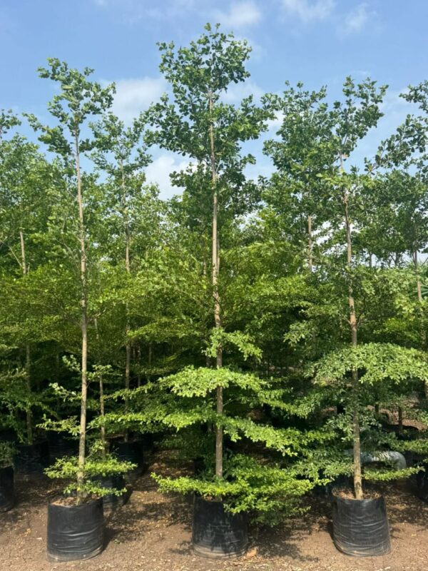 Metallic Green tree