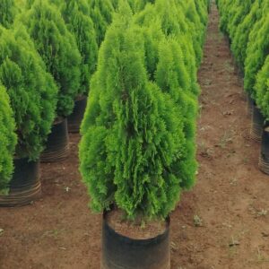 Cypress Green
