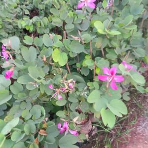 Bauhinia Purple Plant